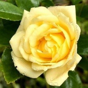 ROSINA (miniature)